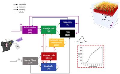 Cerebellum Involvement in Dystonia During Associative Motor Learning: Insights From a Data-Driven Spiking Network Model